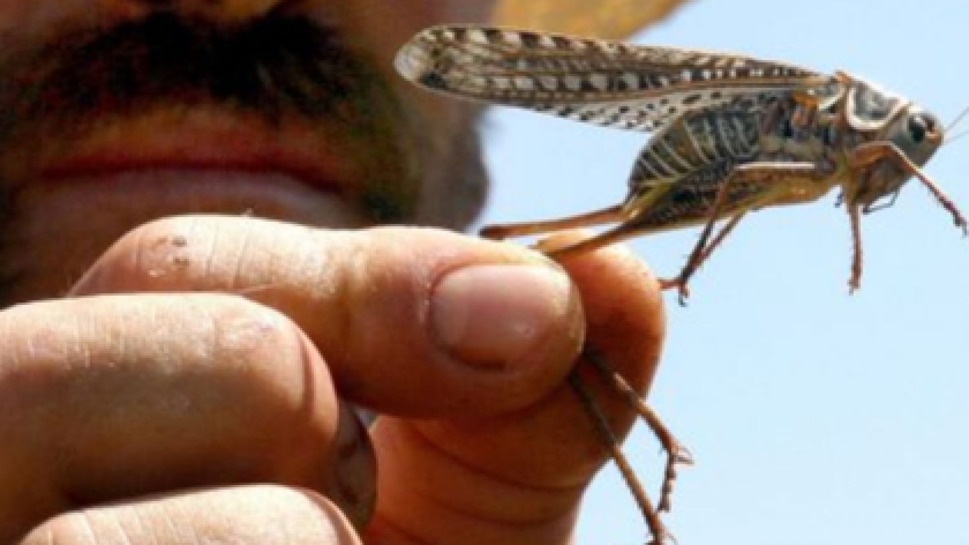 Нашествие на милиони скакалци в центъра на италианския остров Сардиния