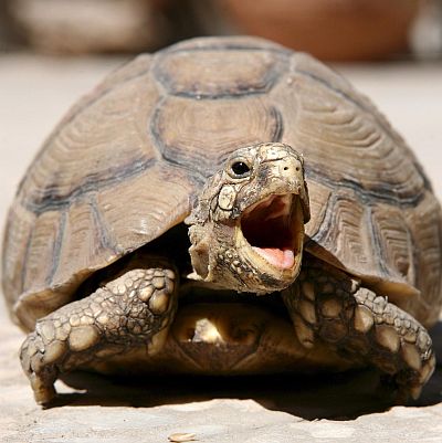 Откриват център за костенурки
