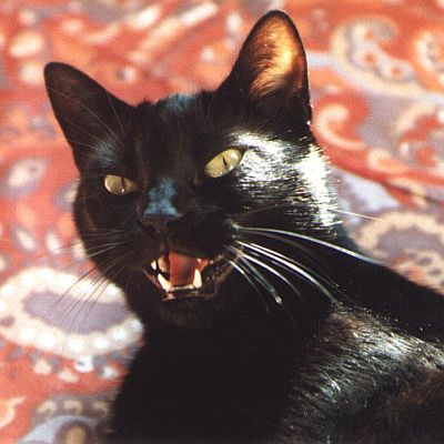 ”Луда котка” или „Мяу-мяу” - легалната дрога