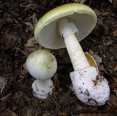 Зелената мухоморка (Amanita phalloides) е смятана за най-отровната гъба в природата