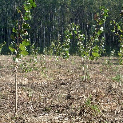 Русе засади 10 фиданки за ”Седмицата на гората”