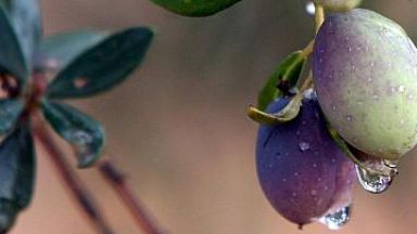 Италианският зехтин поскъпва заради студа и болести по маслиновите дървета