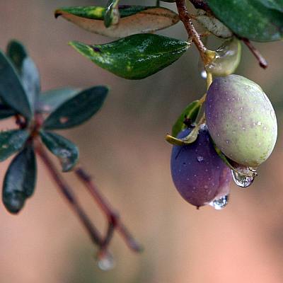 Италианският зехтин поскъпва заради студа и болестите по маслиновите дървета