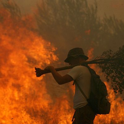 Около 160 хиляди декара горски масив се превърнаха на пепел