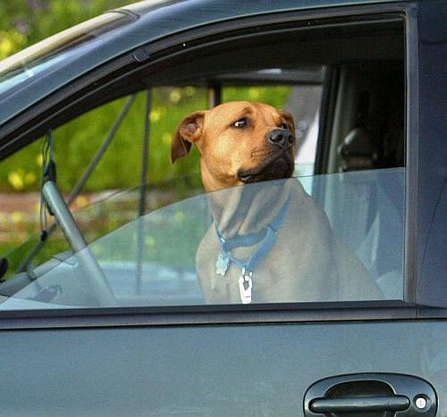 Обявиха най-добрите коли за превоз на животни