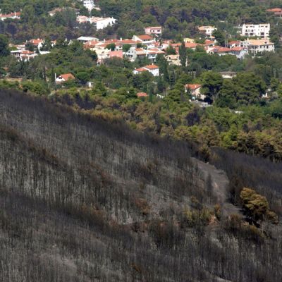 Пожарът край Атина тръгнал от гнездо на оси