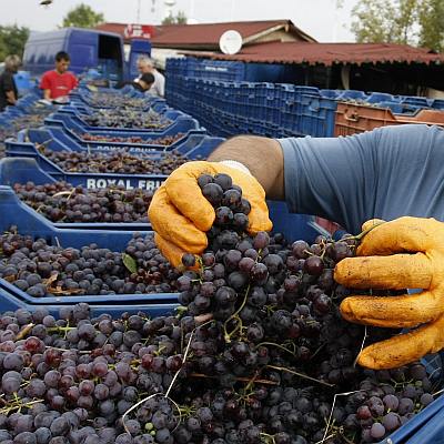 Изкупуват гроздето по 15 ст./кг в Бургаско