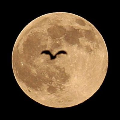 Учени твърдят, че Луната е била част от Земята