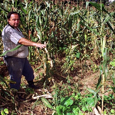 България забрани ГМО царевица