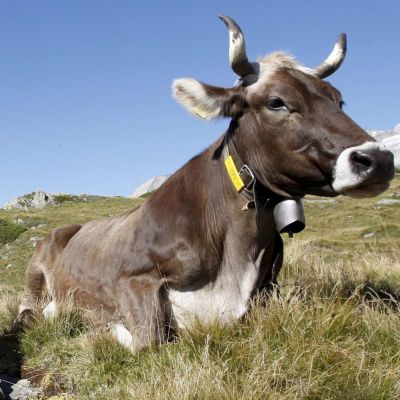 Представители на животновъдните сдружения твърдят, че мляко в Гърция се внася от България