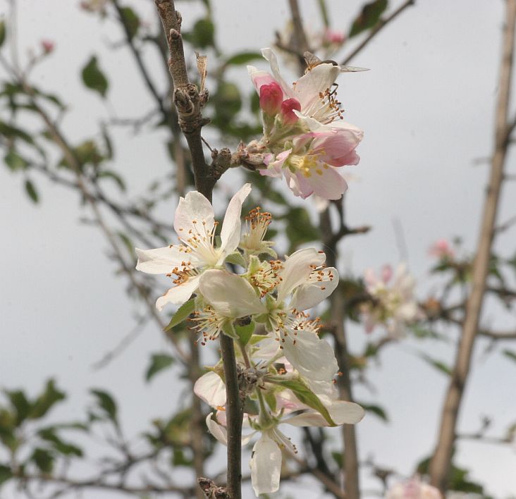 Цъфнаха люляци, къпини и ябълки