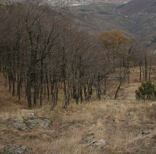 В колите на бракониерите са били открити току-що отсечени дърва (Снимка архив)