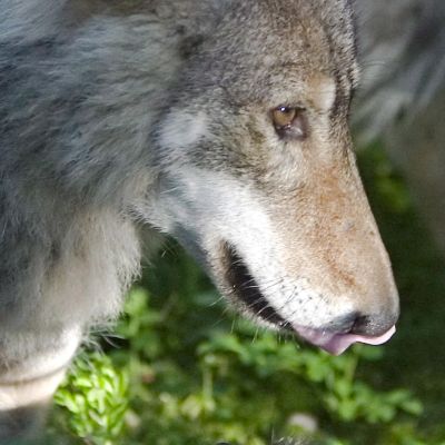 Три дни търсят избягала от зоопарк вълчица