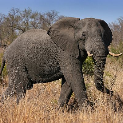 Разярен див слон уби 11 души