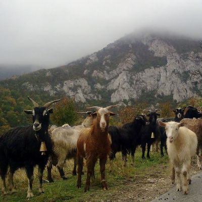 В Европа се появи и кози грип