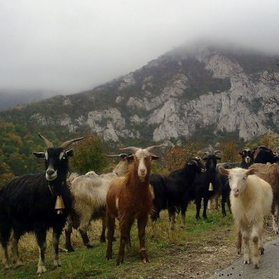 От кози грип в Холандия са се разболели 2300 човека, като шест са починали