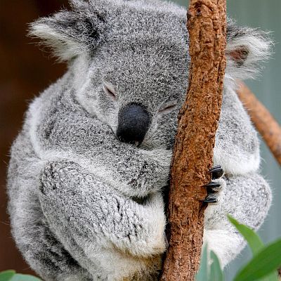 Австралийска коала може да изчезне, ако климатичните промени унищожат храната й