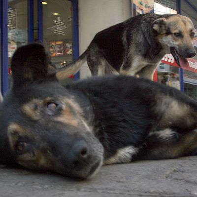 Стотици са бездомните кучета по улиците на столицата