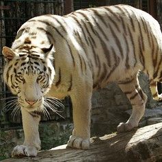 Световната популация на тигри е нараснала за пръв път от век