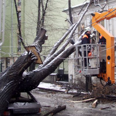Има опасност дървета да наранят хора и да премажат коли, предупреждават от Гражданска защита (Снимка архив)