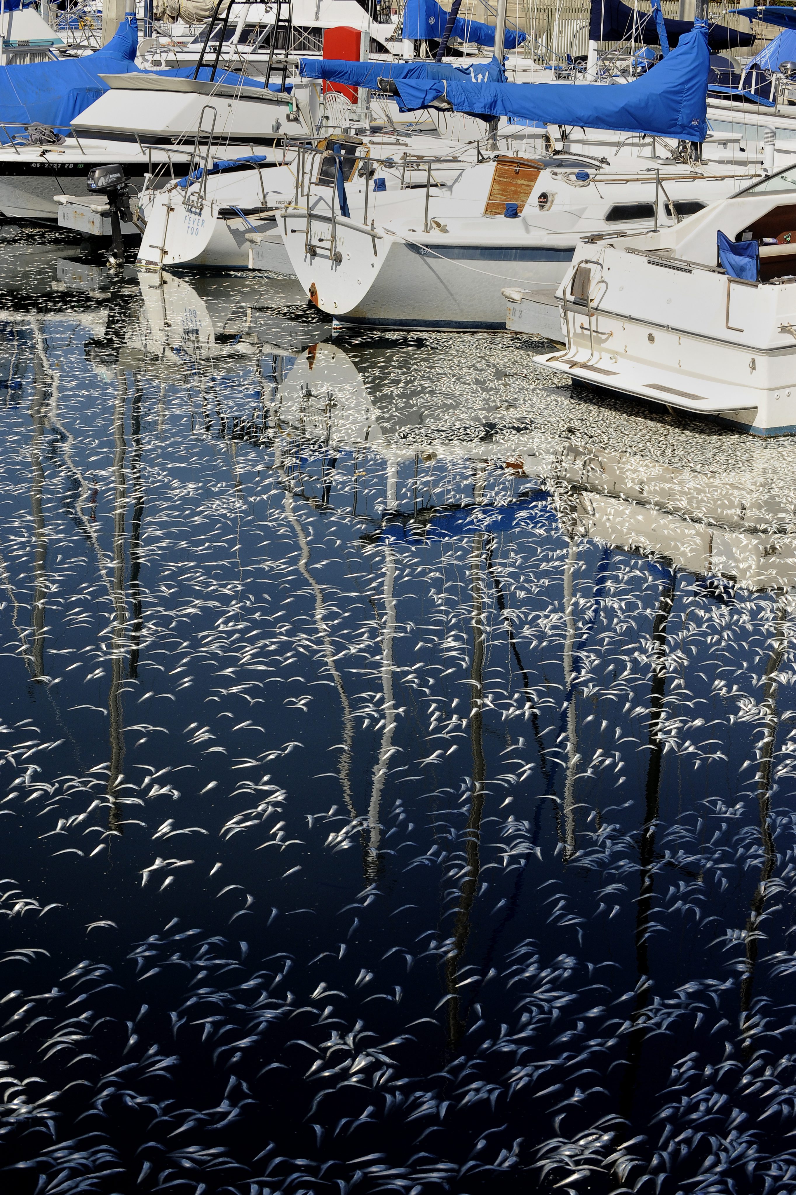 Милиони мъртви сардини задръстиха пристанище