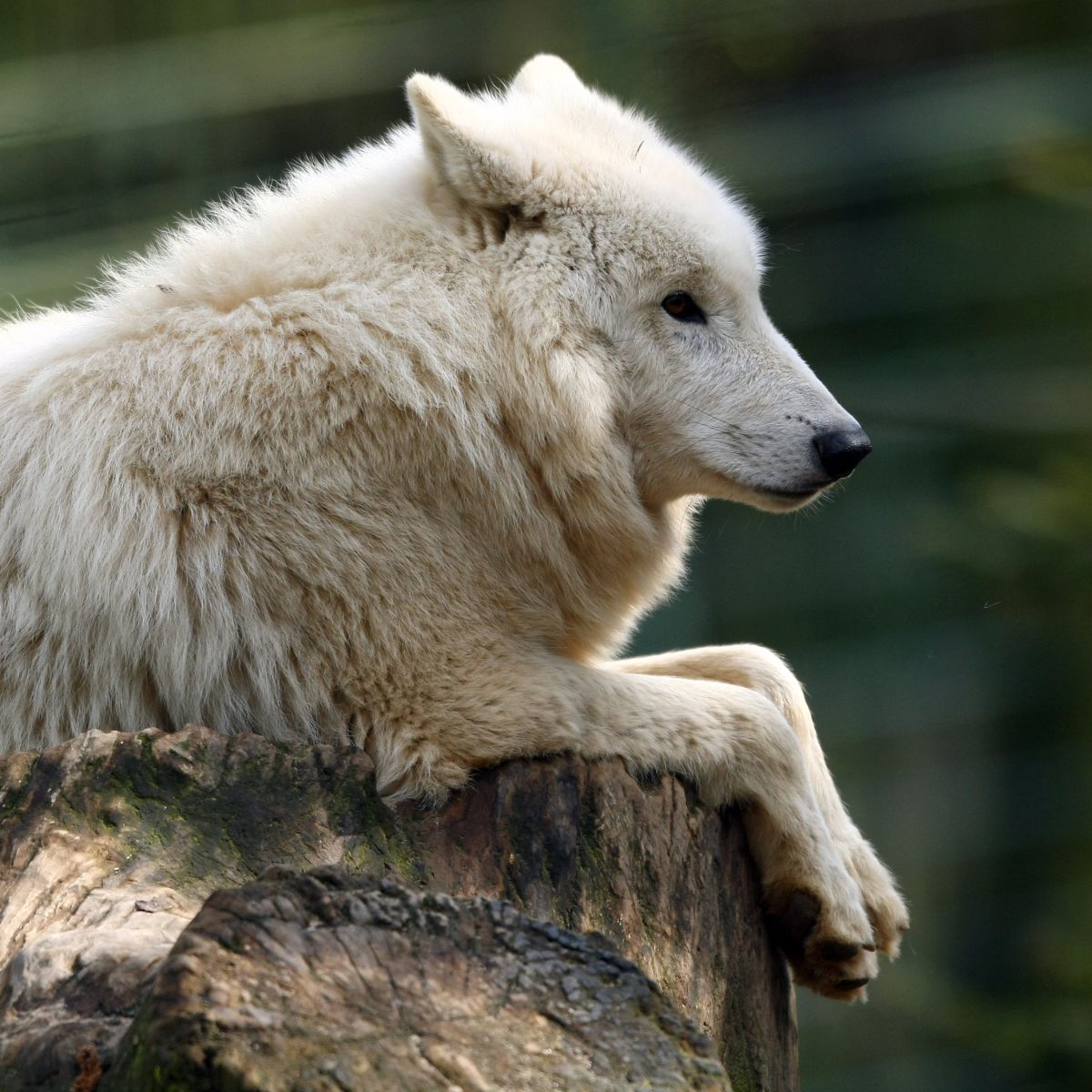 Започва ваксинация срещу бяс на хищници от въздуха