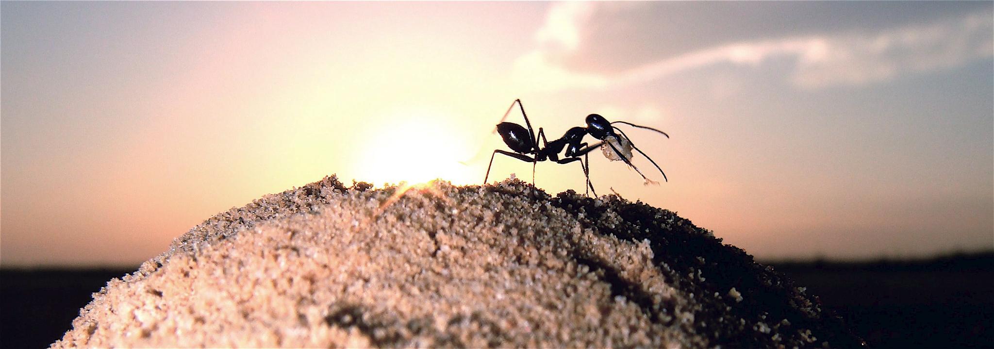 Свръхобщителните мравки могат да играят ролята на информационни хъбове за своите колонии