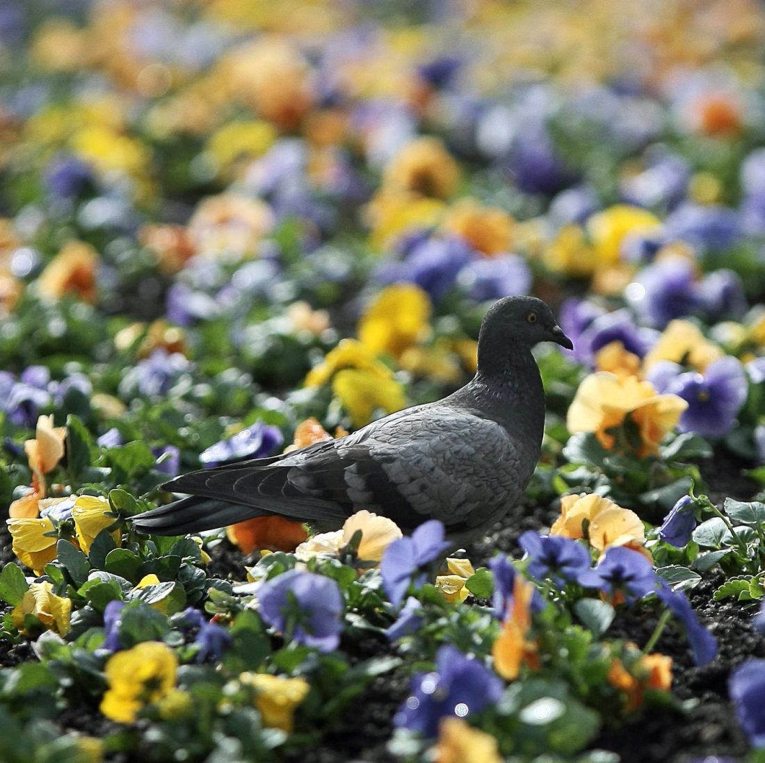 Пролет, хубаво време