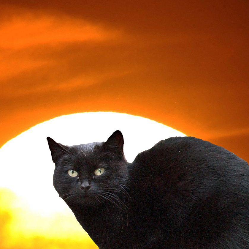 Черна котка традиционно се смята за свързана с петък 13-ти