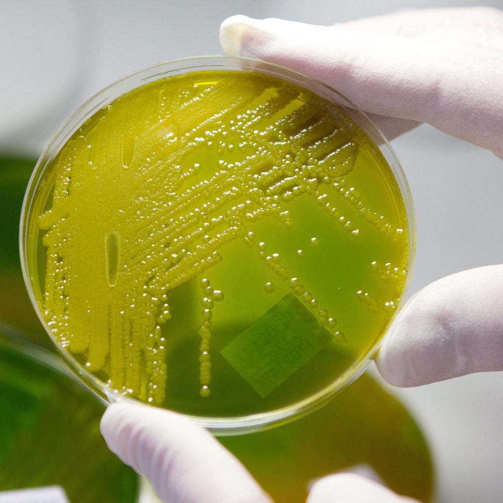 Учени получиха гориво с помощта на бактерии