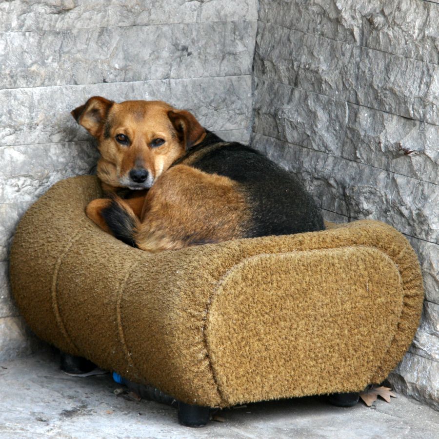 По-малко жалби от софиянци за бездомни кучета