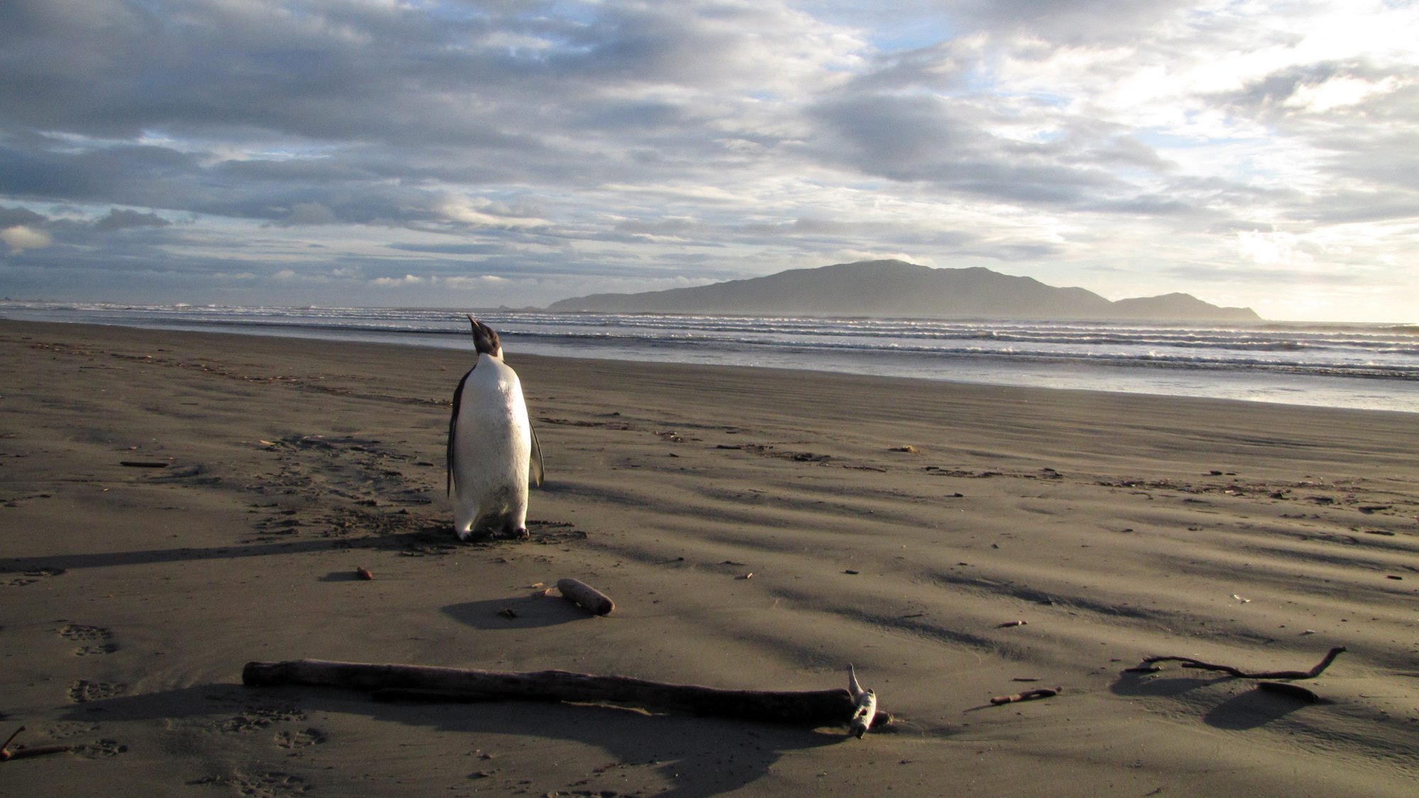 Хиляди пингвини са загинали при разпадането на антарктическия лед