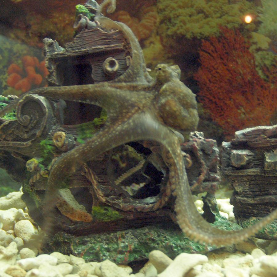 Във варненския аквариум расте октоподчето Цецо