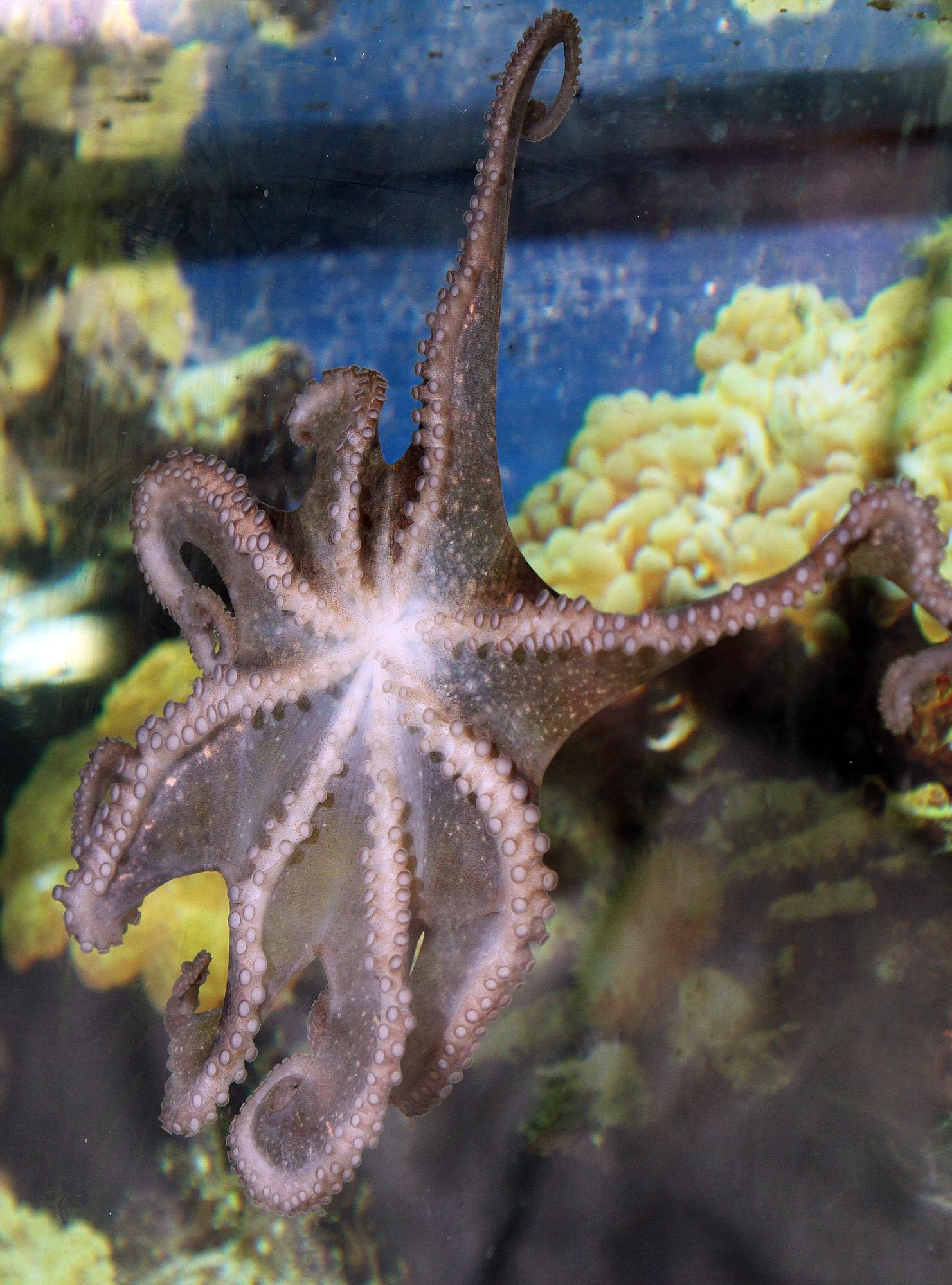 Невероятните възможности на октоподите