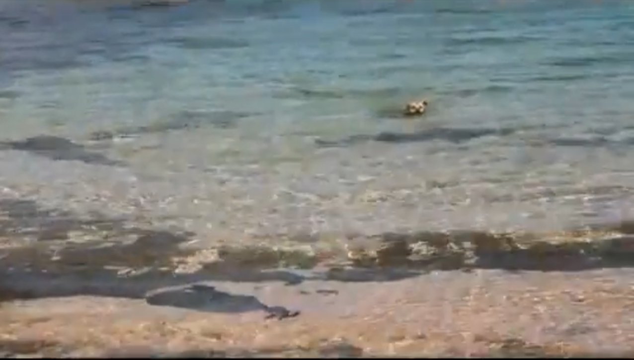 Кучето излиза от водата