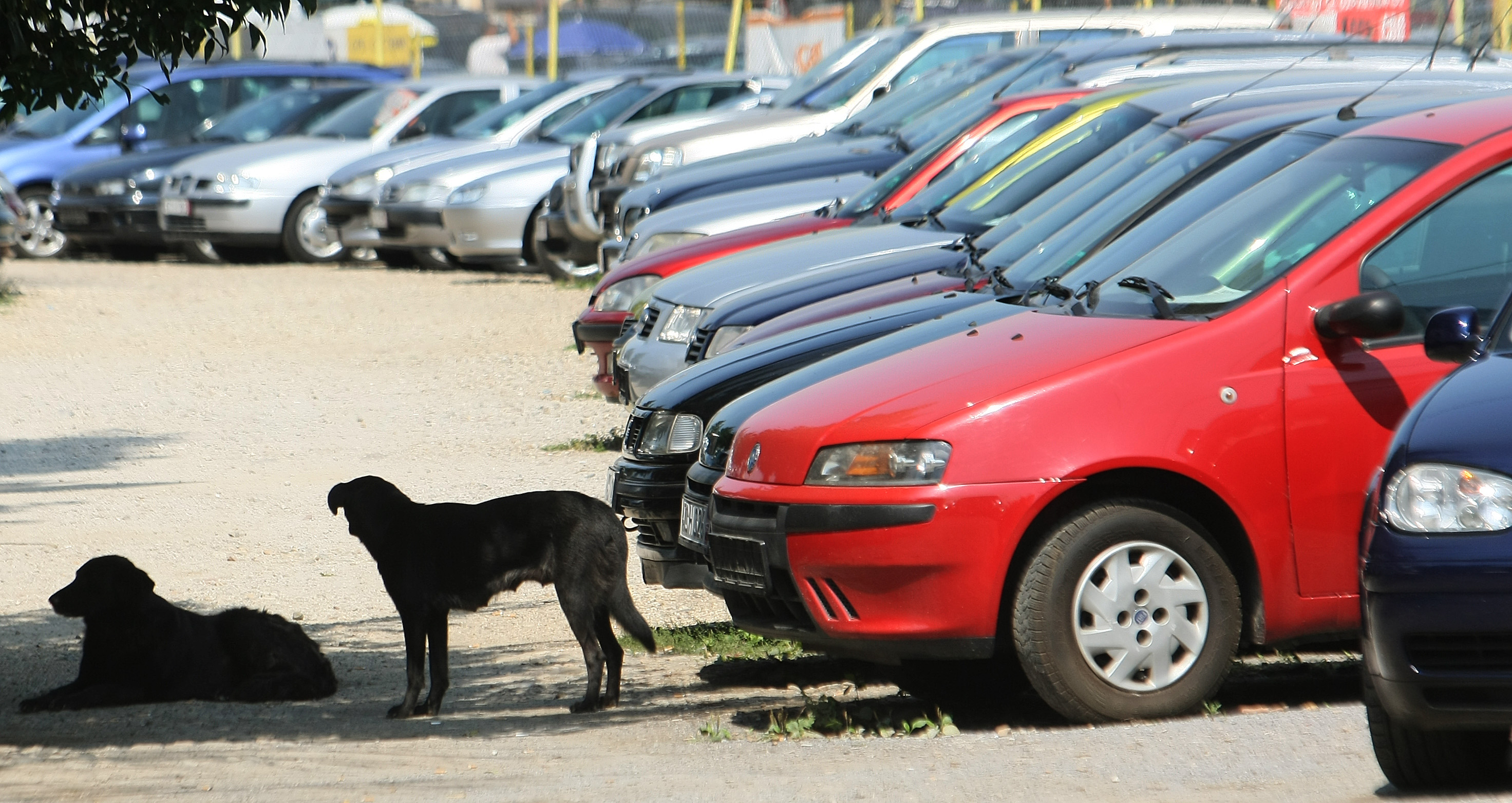 Варненските автокъщи отчитат 20% спад в продажбите на стари коли т. г.