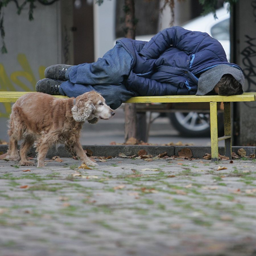 20 000 кучета са кастрирани в София за последните 4 г.