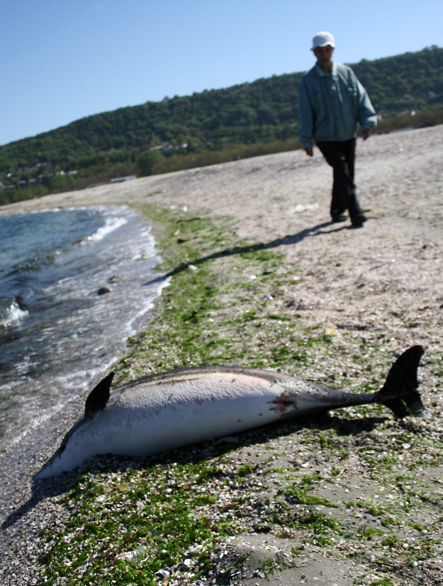 Мъртвият делфин не бил застрелян, оплел се в мрежа