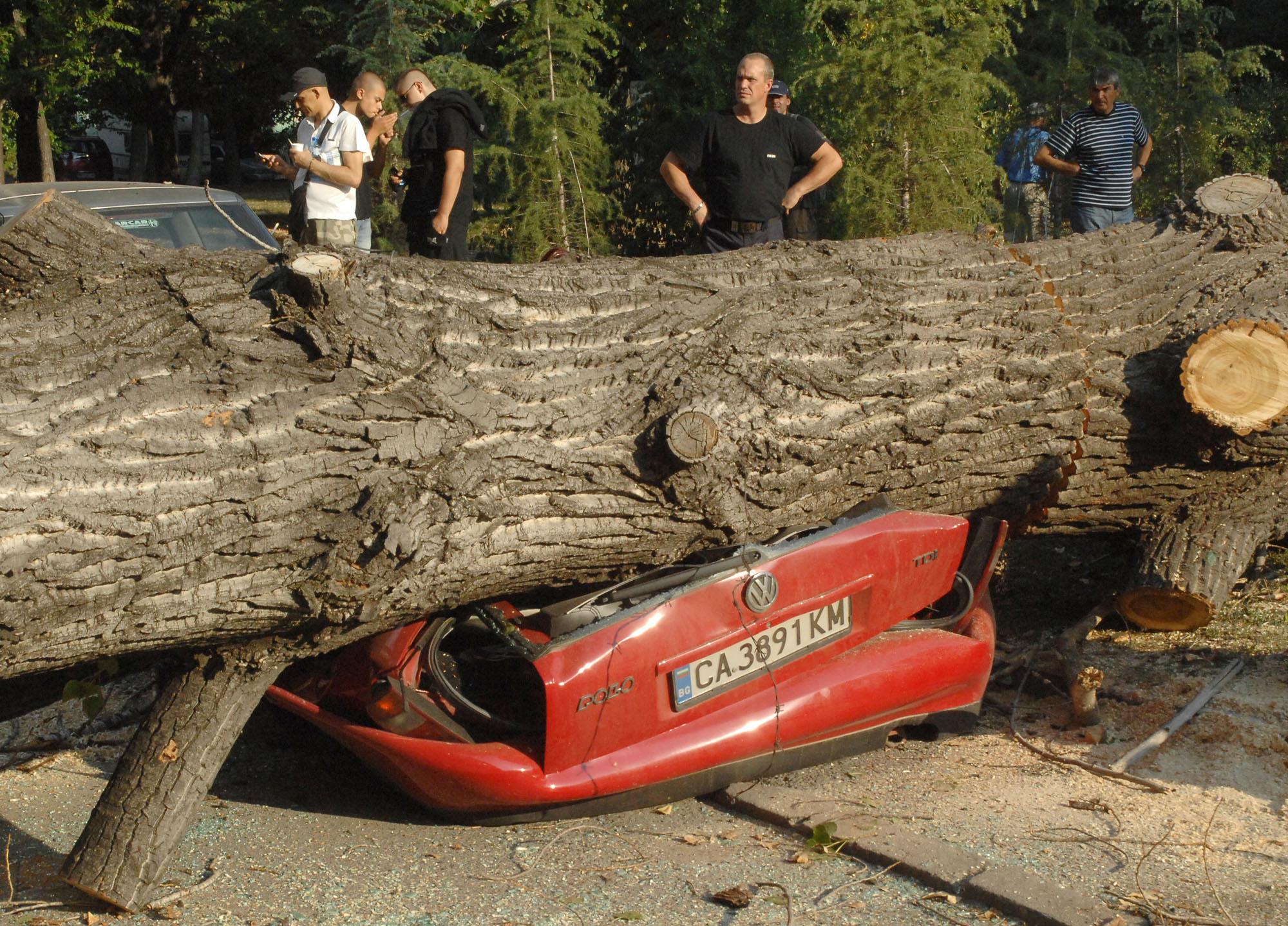 20-метрово дърво падна и премаза 5 коли в София