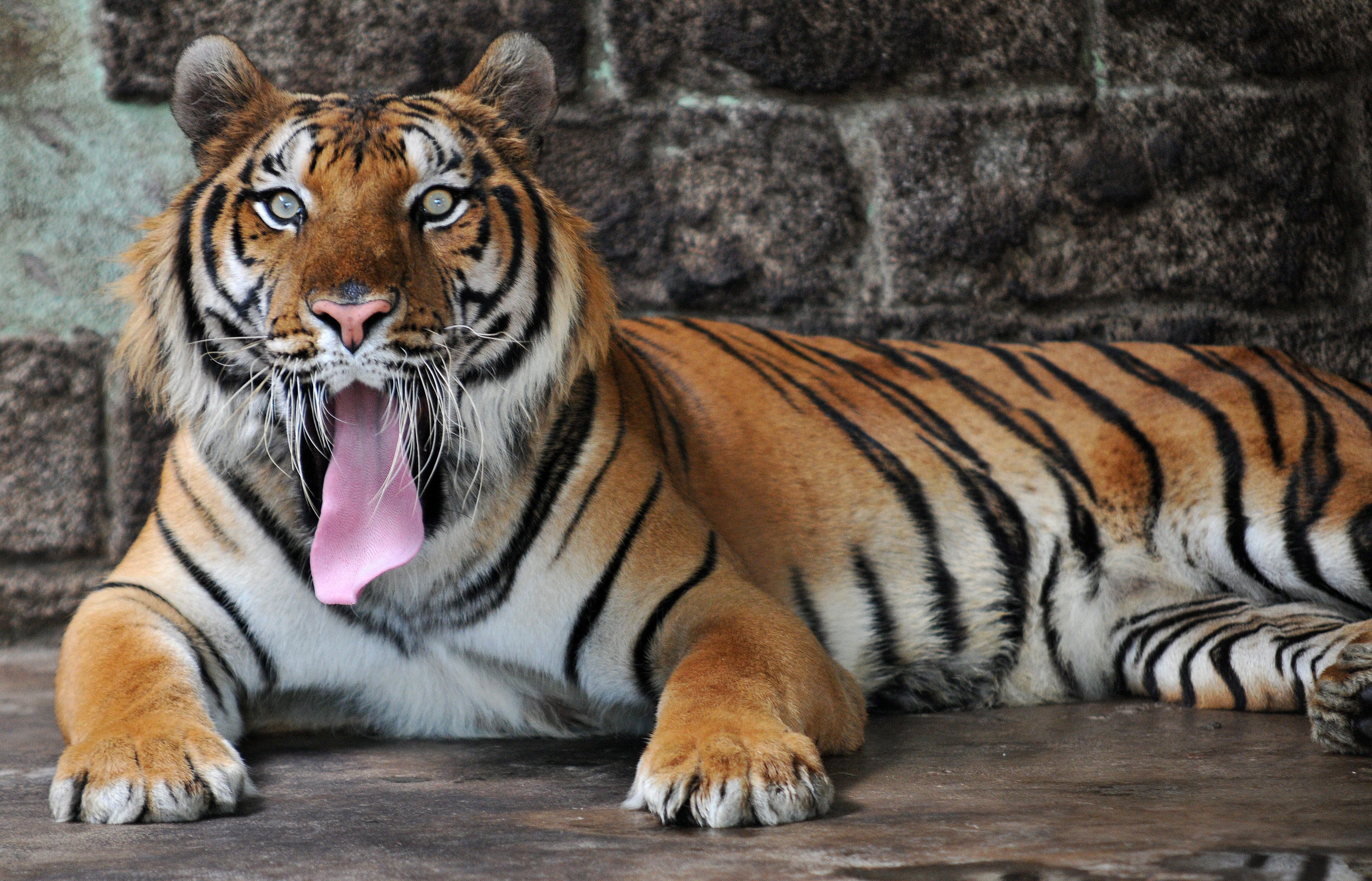 Озверели тигри и лъвове били освободени от собственика им преди да сложи край на живота си