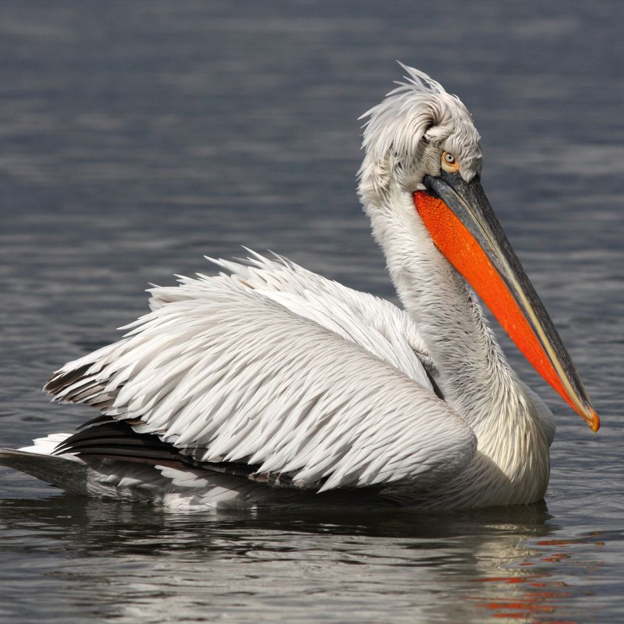 Къдроглавият пеликан обитава сладководни или полусолени езера и блата с тръстикови масиви (сн. архив)