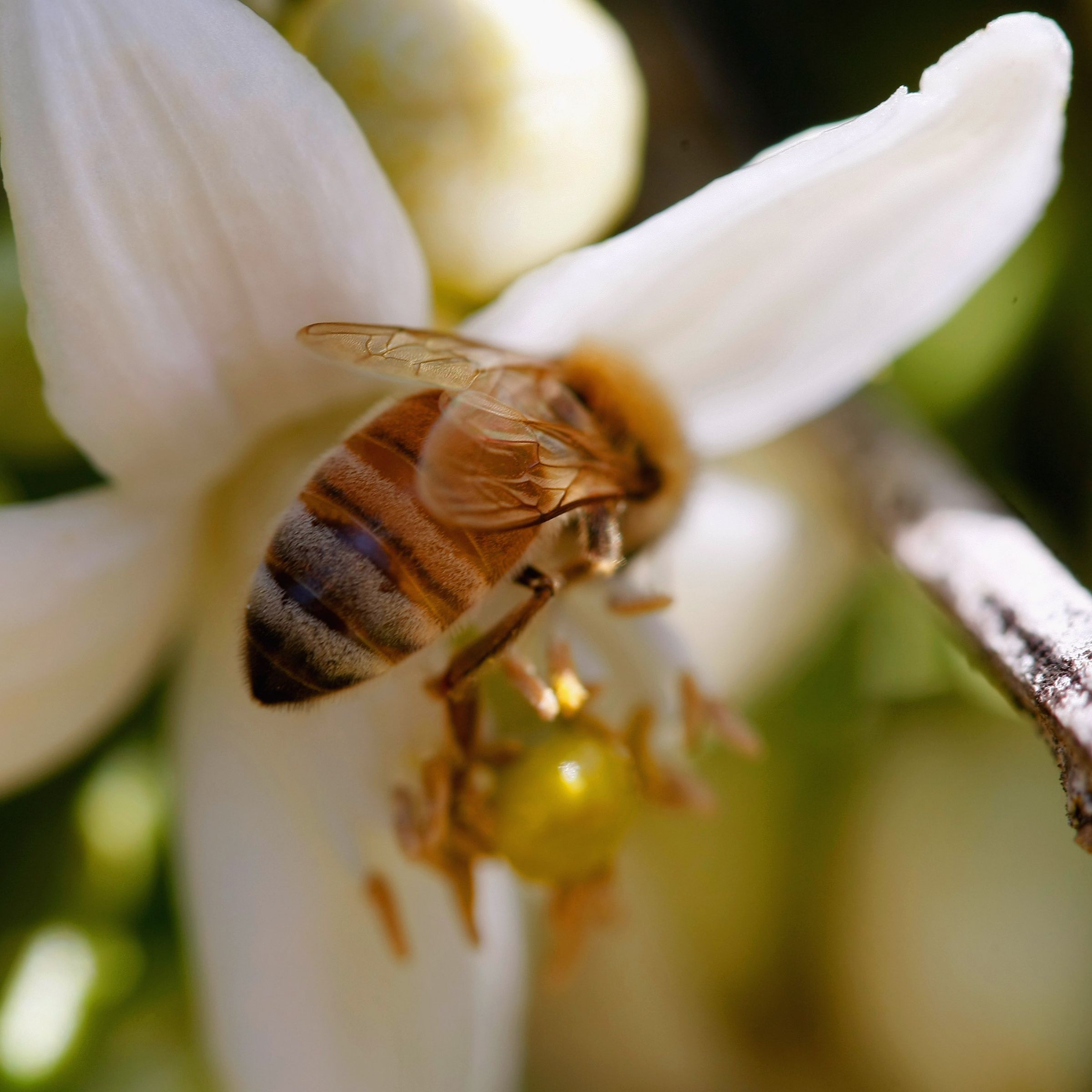 Пчелните продукти - имуностимулант и природна виагра