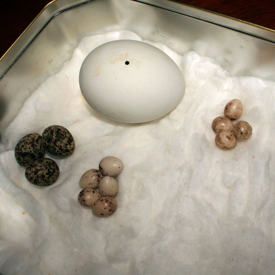Разкриха колекционер на яйца на редки видове птици