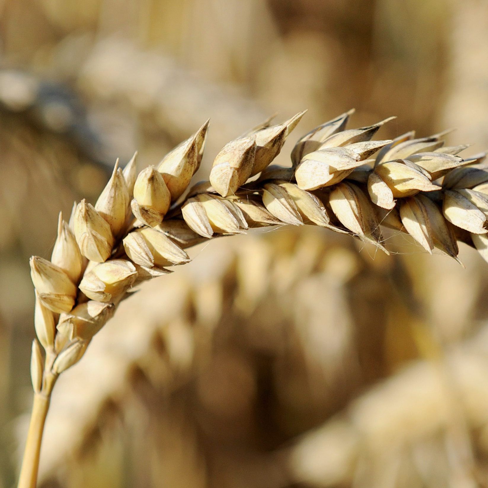 Пшеницата поскъпна силно в разгара на жътвата