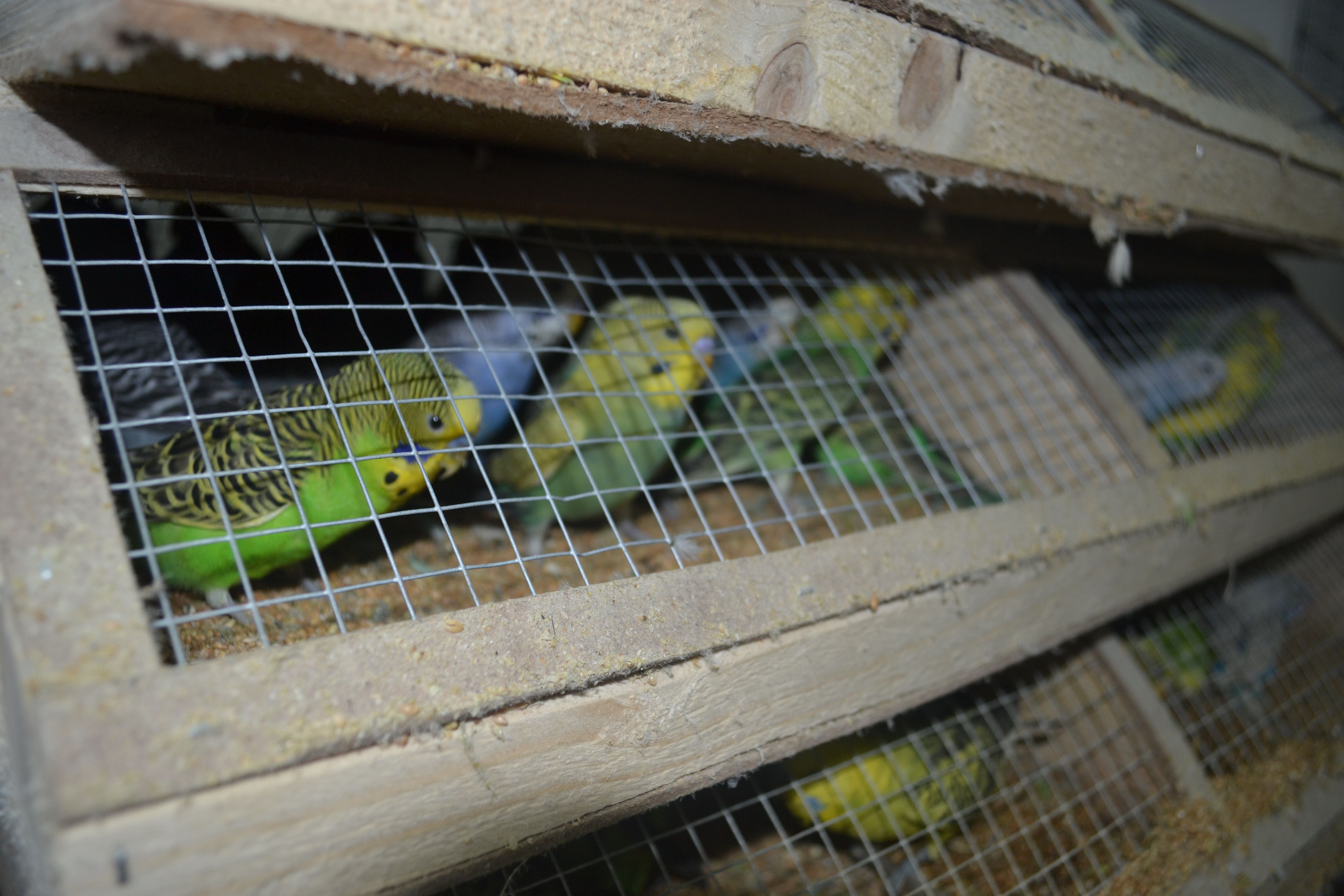 Задържаха 2000 папагала на границата, слагат ги под карантина