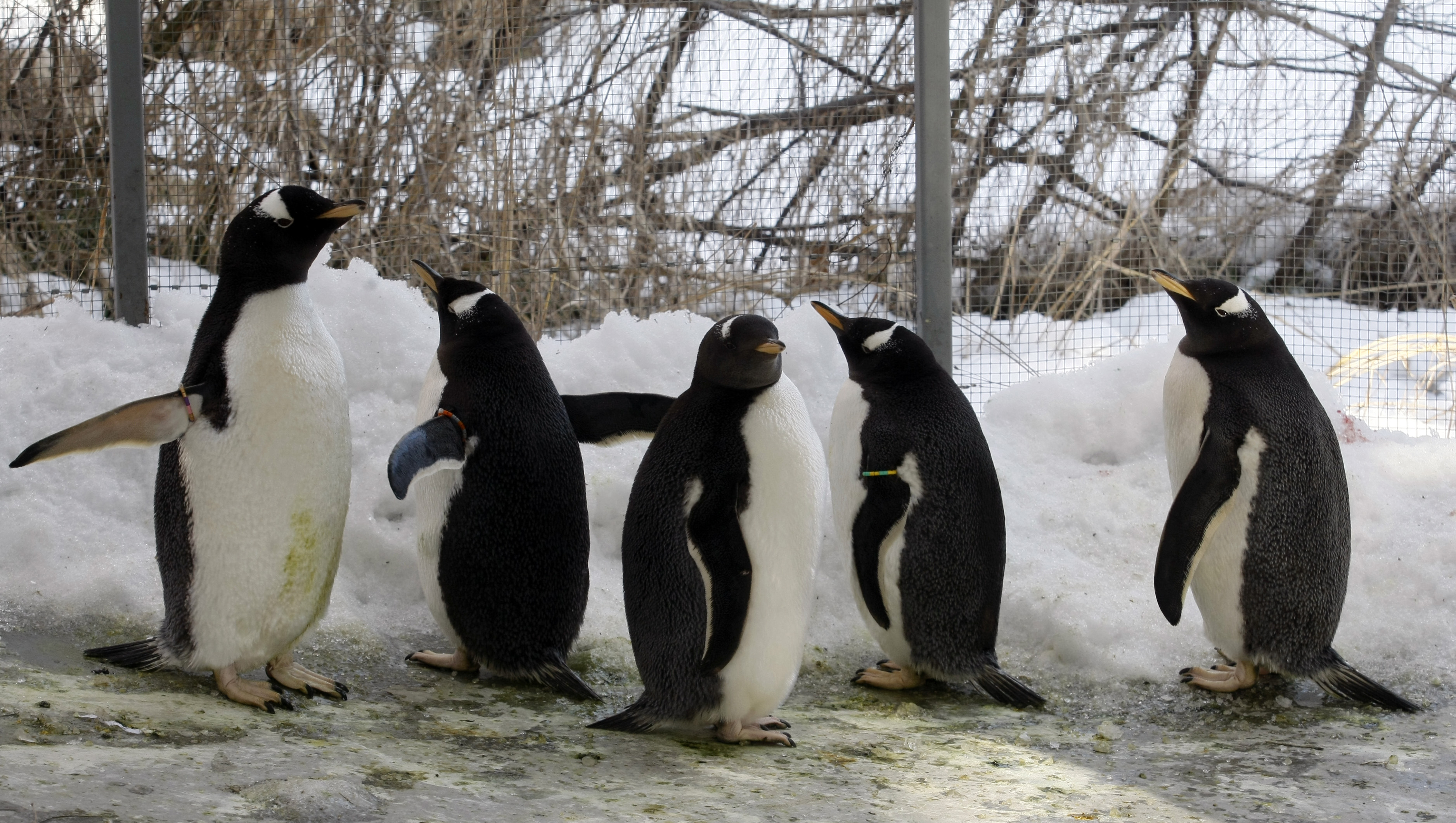 По леда хората трябва да ходят като пингвини
