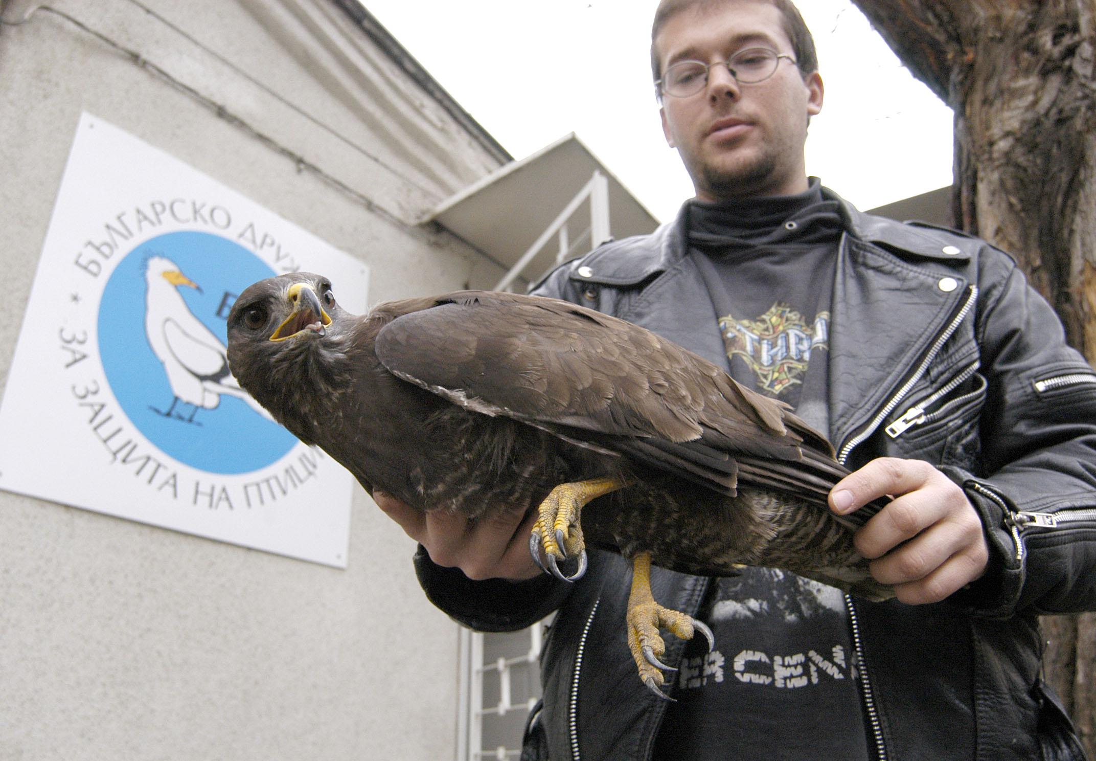 Eкоинспектори спасиха ранен мишелов