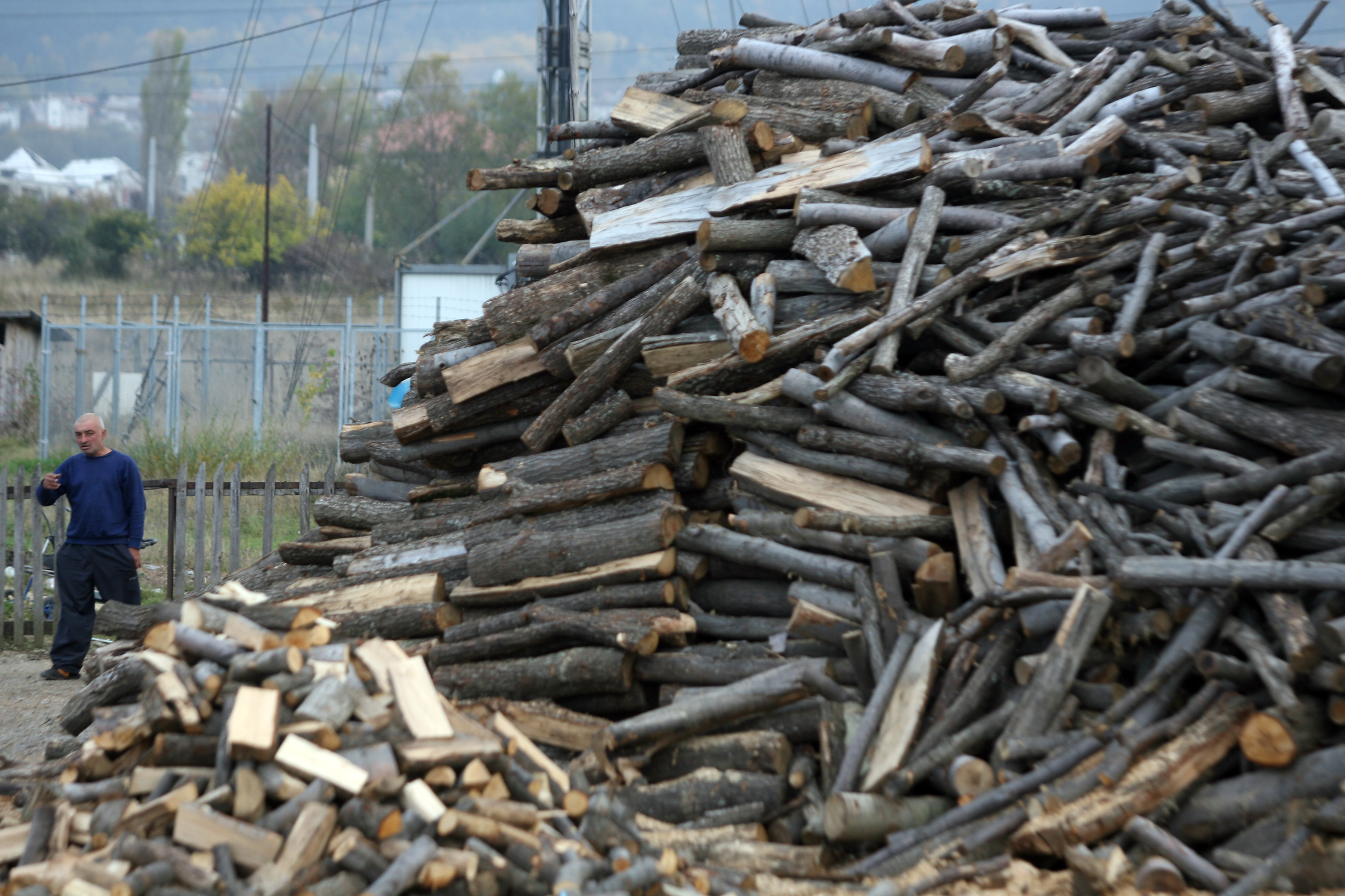 БСП: Държавата загуби 3 млн. от търга за дървесината