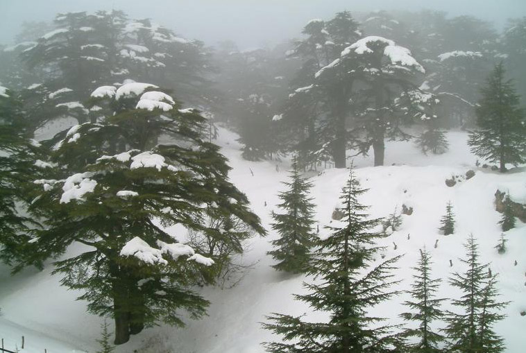 Ливански кедри под снега