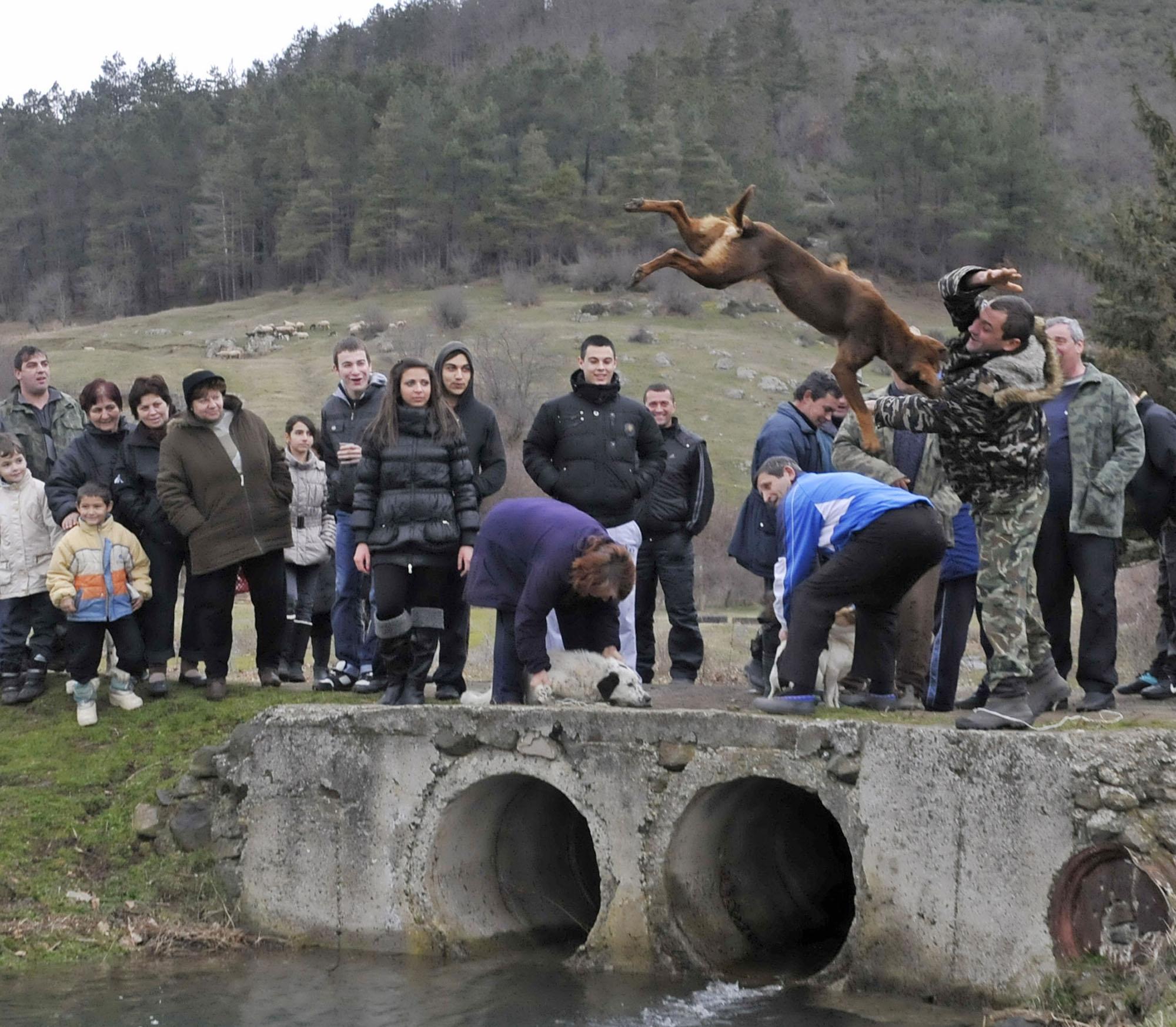 Местни жители хвърляха кучета във вода, вместо да ги въртят